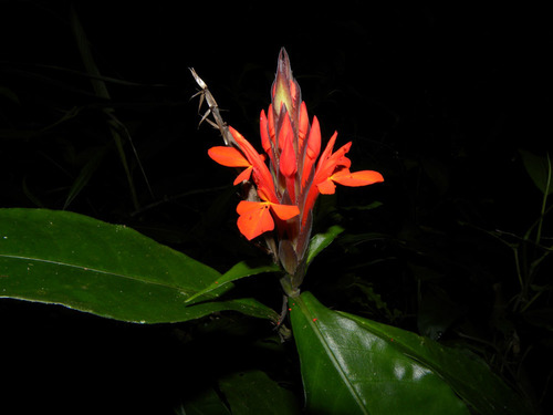 Aphelandra aurantiaca