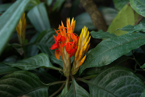 Aphelandra aurantiaca