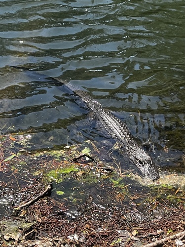 American Alligator observed by zachs