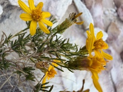 Thymophylla acerosa