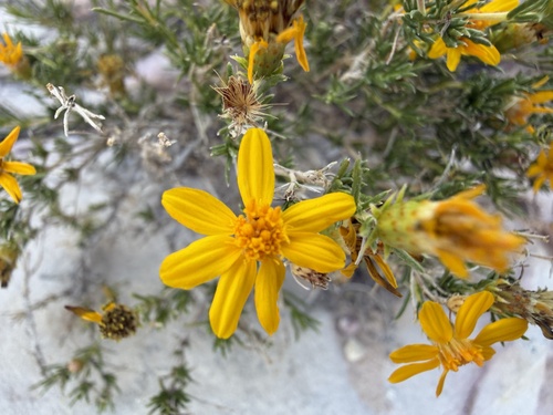 Thymophylla acerosa, photograph 1