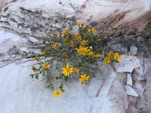 Thymophylla acerosa, photograph 2