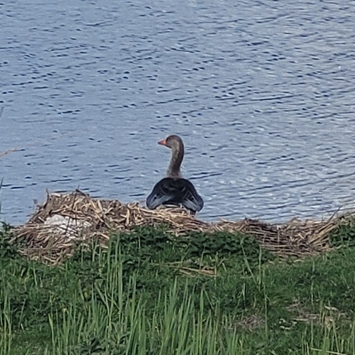 Greylag Goose observed by ohulancutash