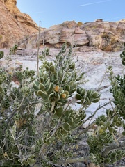 Mortonia utahensis, photograph (c) Katrina Smith, some rights reserved (CC BY)