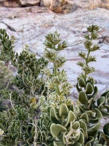 Mortonia utahensis, photograph 6