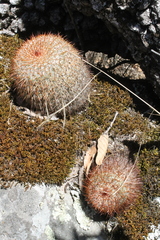 Mammillaria flavicentra