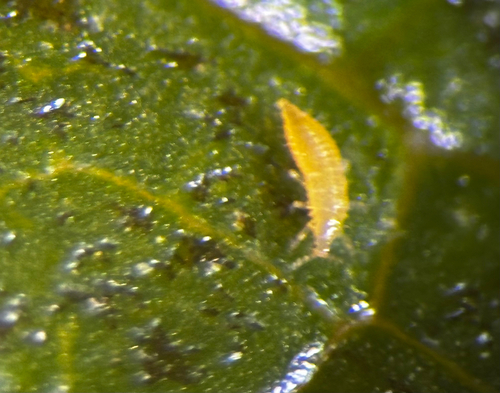 iNaturalist observation photo of Common Thrips