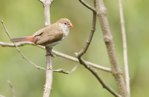 Fawn-breasted Waxbill