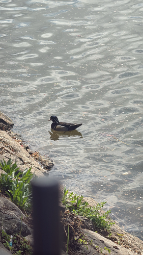 Wood Duck observed by nilatay