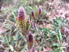 Salix gracilistyla