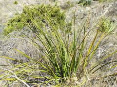Nolina cespitifera