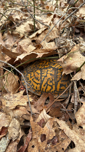 Common Box Turtle observed by kylecylium