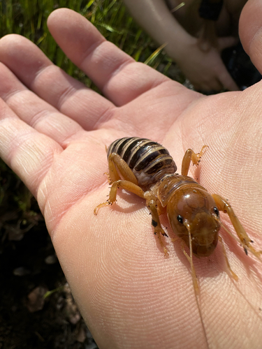 iNaturalist observation photo of Big Sur Jerusalem Cricket
