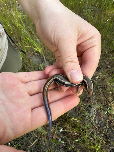 iNaturalist observation photo of Western Skink