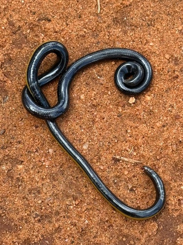 Kenya Beaked Snake, Rhinotyphlops unitaeniatus