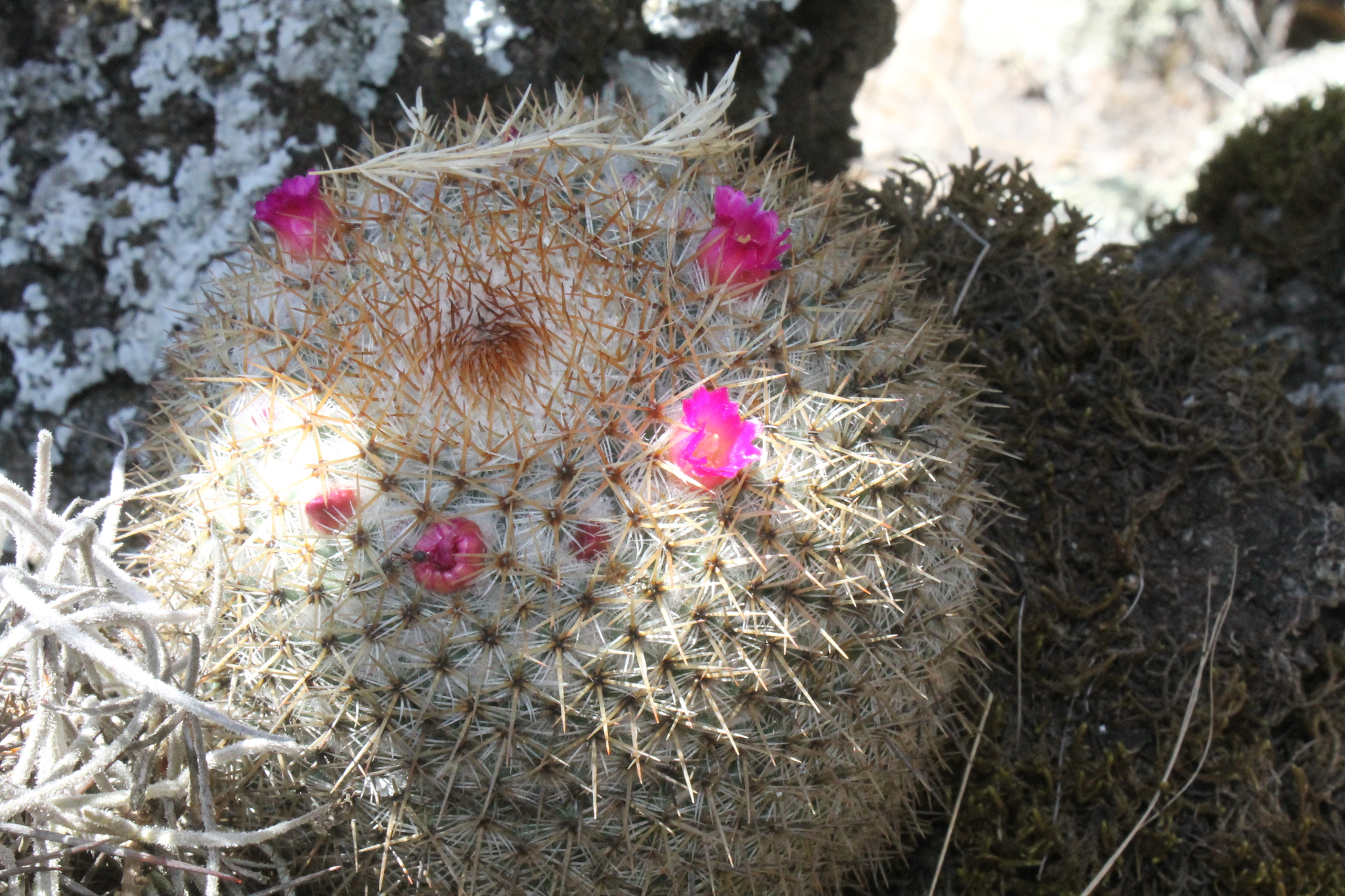 Mammillaria flavicentra