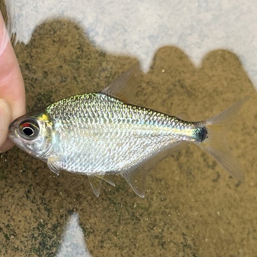 Meunier's tetra (Jupiaba meunieri) — Characidae — 2