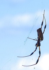 Trichonephila clavipes image