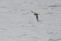 Hydrobates pelagicus