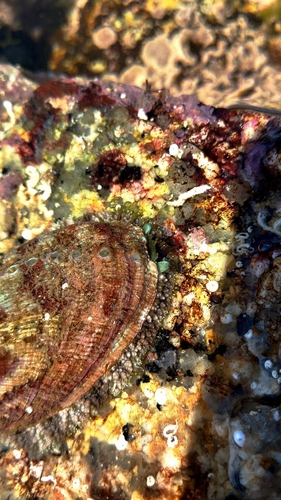 Haliotis tuberculata