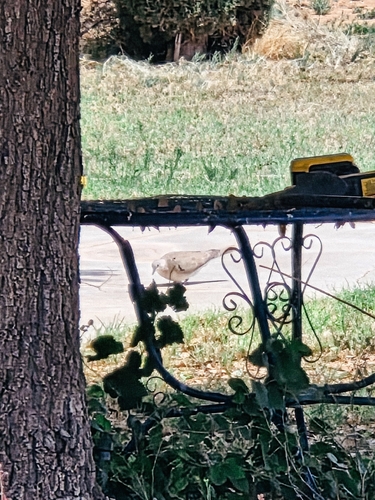 Eurasian Collared-Dove observed by alleycat1996