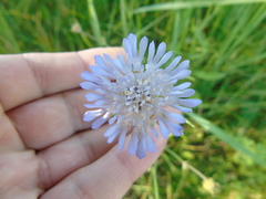 Knautia integrifolia
