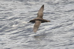 Puffinus mauretanicus