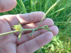 Knautia integrifolia