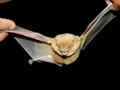 Lasiurus intermedius