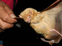 Lasiurus intermedius