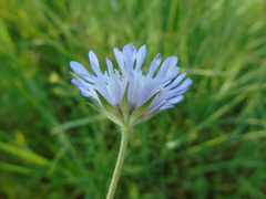Knautia integrifolia