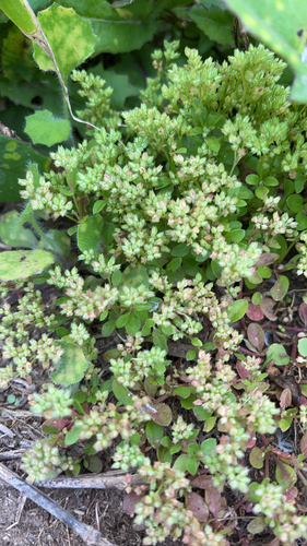 Polycarpon tetraphyllum observed 2026-04-18