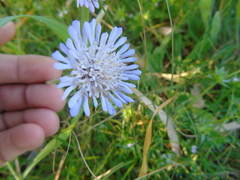 Knautia integrifolia