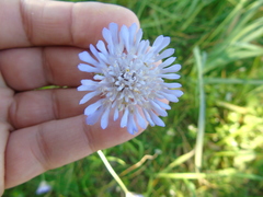 Knautia integrifolia