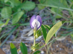 Vicia bithynica