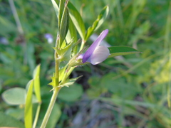 Vicia bithynica
