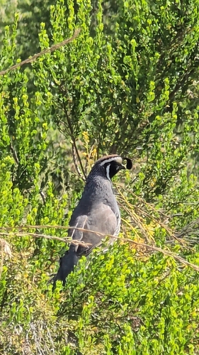 California Quail observed by sfv_bird