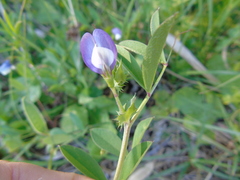 Vicia bithynica