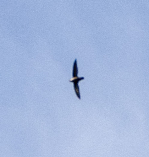 Chimney Swift observed by george1997