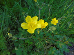 Ranunculus sprunerianus