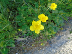 Ranunculus sprunerianus