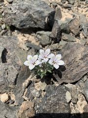 Langloisia setosissima