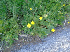 Ranunculus sprunerianus