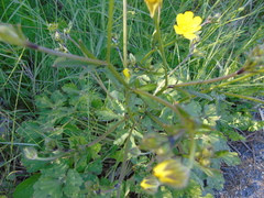 Ranunculus sprunerianus