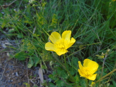 Ranunculus sprunerianus
