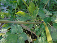 Ranunculus sprunerianus