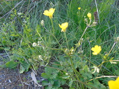 Ranunculus sprunerianus