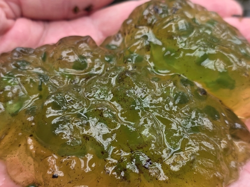 Spotted Salamander observed by bostonflamingo