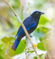 Philippine Fairy-Bluebird photo 1