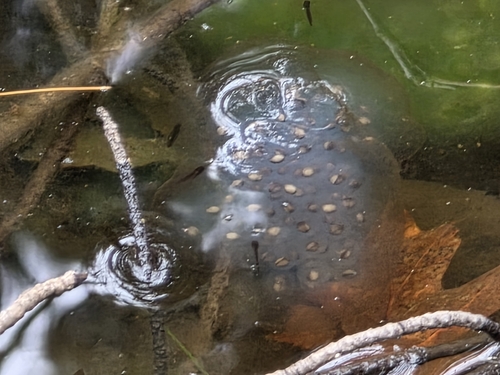 Spotted Salamander observed by bostonflamingo